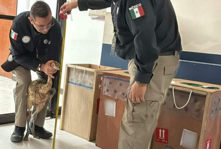 Localizan avestruces ilegales en empresa de mensajería en Reynosa