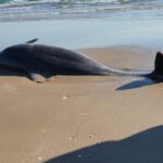 Reportan delfines muertos y llegada de basura espacial a playa Bagdad de Tamaulipas