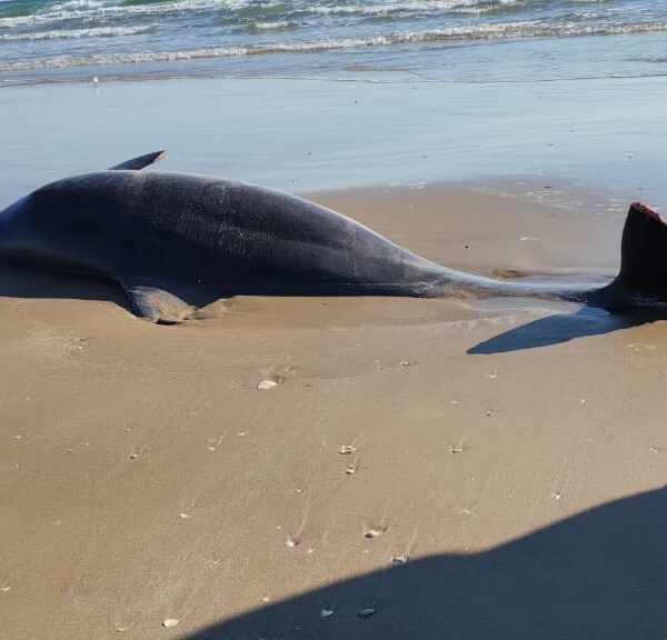 Reportan delfines muertos y llegada de basura espacial a playa Bagdad de Tamaulipas