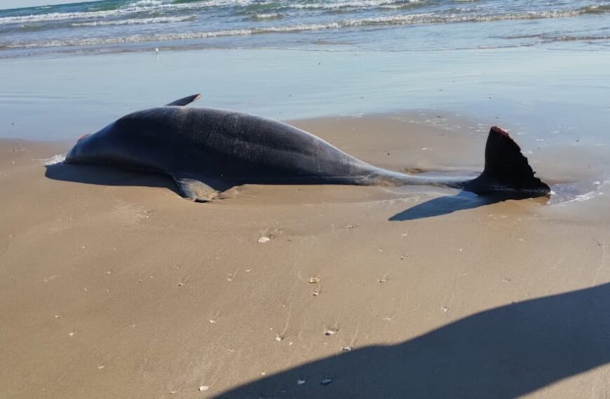 Reportan delfines muertos y llegada de basura espacial a playa Bagdad de Tamaulipas