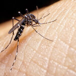 Mantiene Nuevo Laredo cero casos de dengue; tras las recientes lluvias se intensificaron acciones preventivas en las colonias