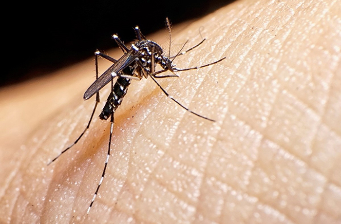 Mantiene Nuevo Laredo cero casos de dengue; tras las recientes lluvias se intensificaron acciones preventivas en las colonias