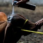 El gusano barrenador amenaza la supervivencia de los ranchos en Tamaulipas