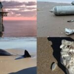 Explosión sónica de Starship mató a decenas de delfines en costas de México: Activistas