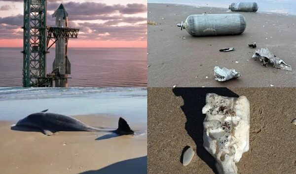 Explosión sónica de Starship mató a decenas de delfines en costas de México: Activistas