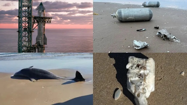 Explosión sónica de Starship mató a decenas de delfines en costas de México: Activistas