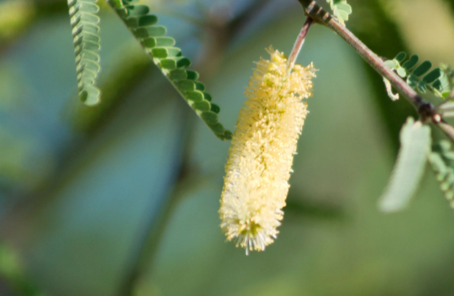 Inflorescencia del rbol de mezquite cuyas flores amarillas son la principal fuente de nctar para producir la miel tpica de la regin noreste del pas