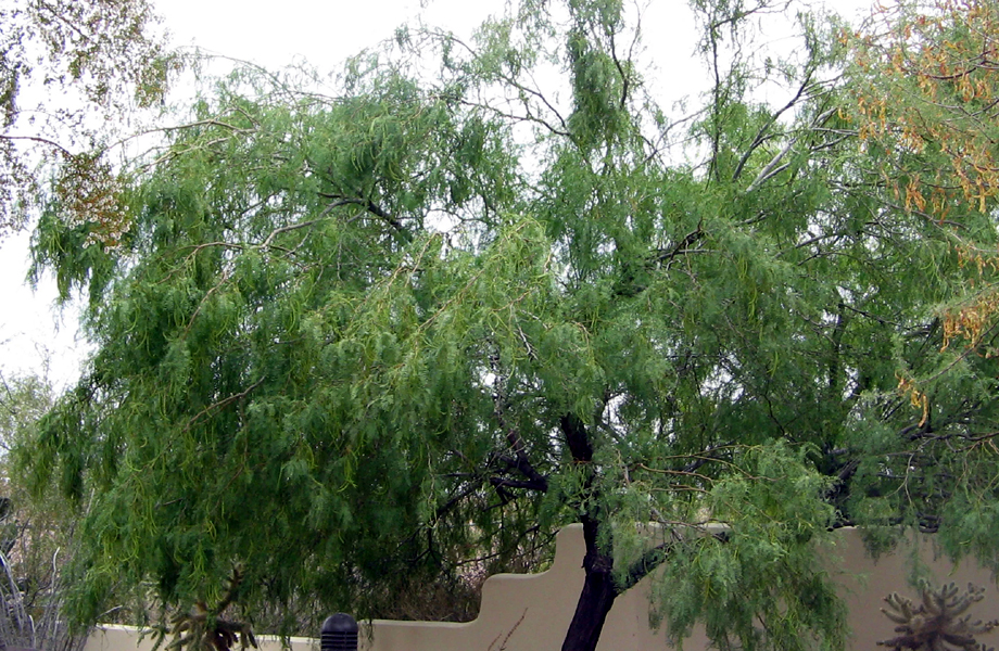 rbol de mezquite en zona semirida de Nuevo Laredo esta especie nativa es clave para la apicultura local gracias a su abundante floracin