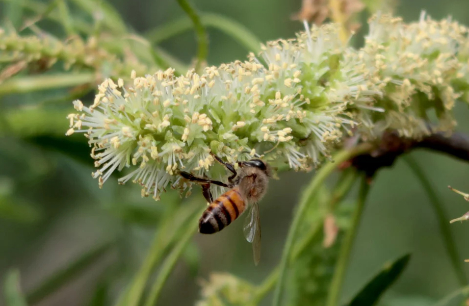 Abeja melfera recolectando nctar en una flor de mezquite La interaccin entre la especie y este rbol permite obtener miel clara muy apreciada en la regin