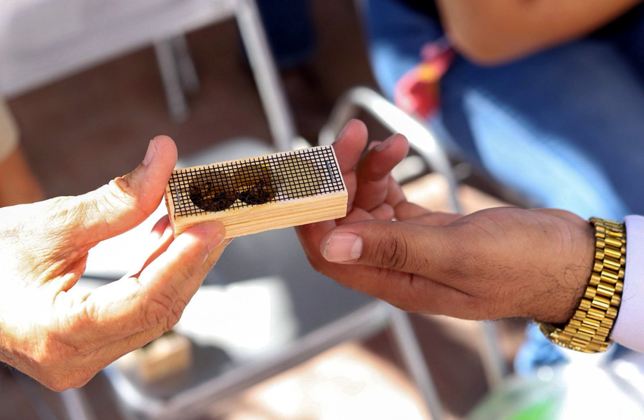 Un productor recibe una abeja reina dentro de una jaula especial durante la entrega de apoyos apcolas en Nuevo Laredo accin que busca fortalecer la gentica y productividad de los apiarios locales