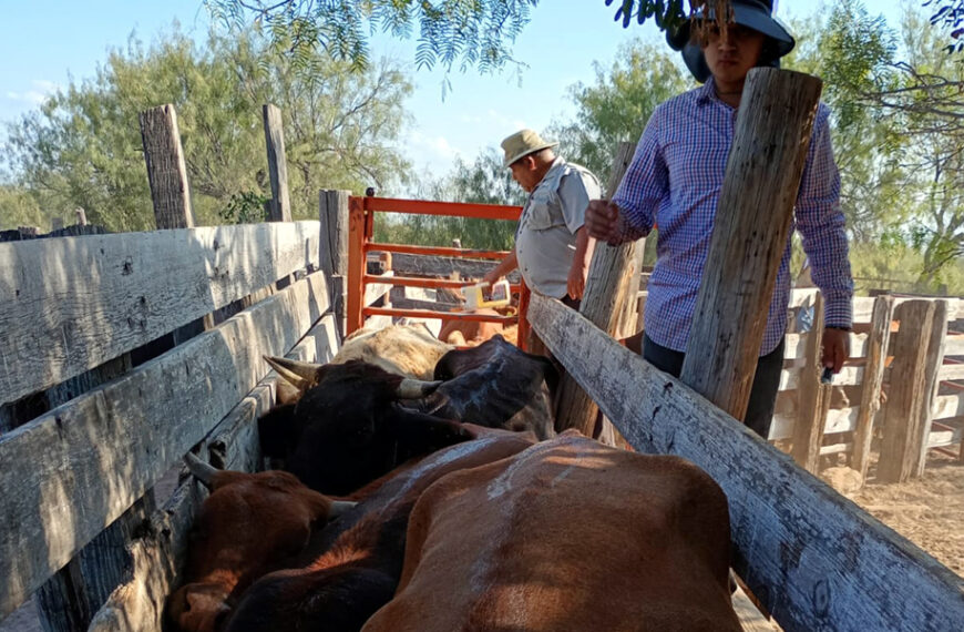 Continúa la campaña gratuita de ivermectina en apoyo al sector ganadero