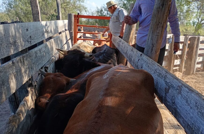 Continúa la campaña gratuita de ivermectina en apoyo al sector ganadero