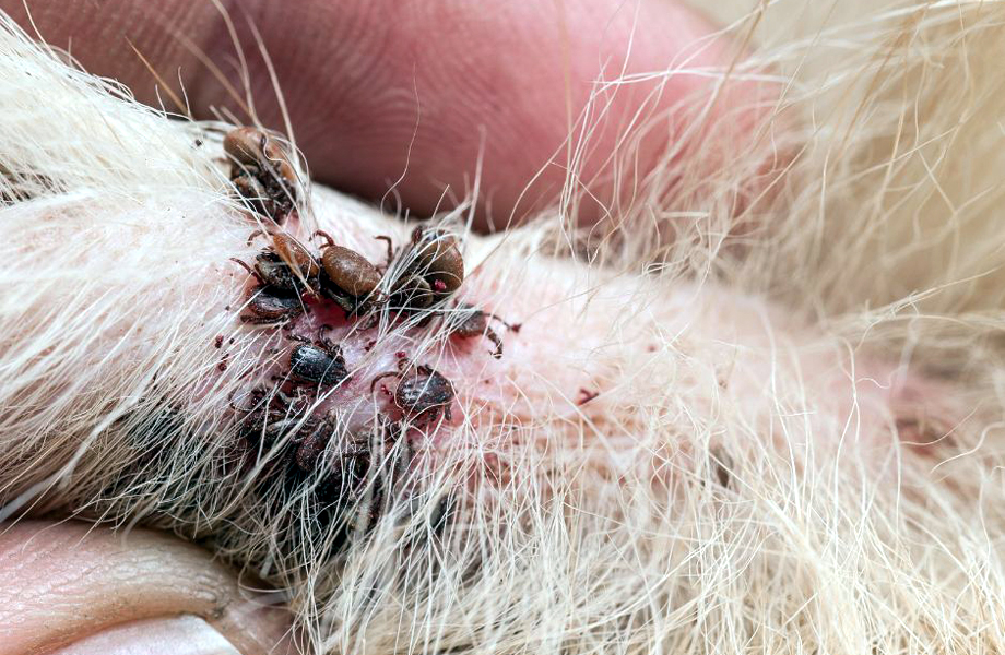 Varios ejemplares de garrapata caf del perro adheridos a la piel entre el pelaje de una mascota