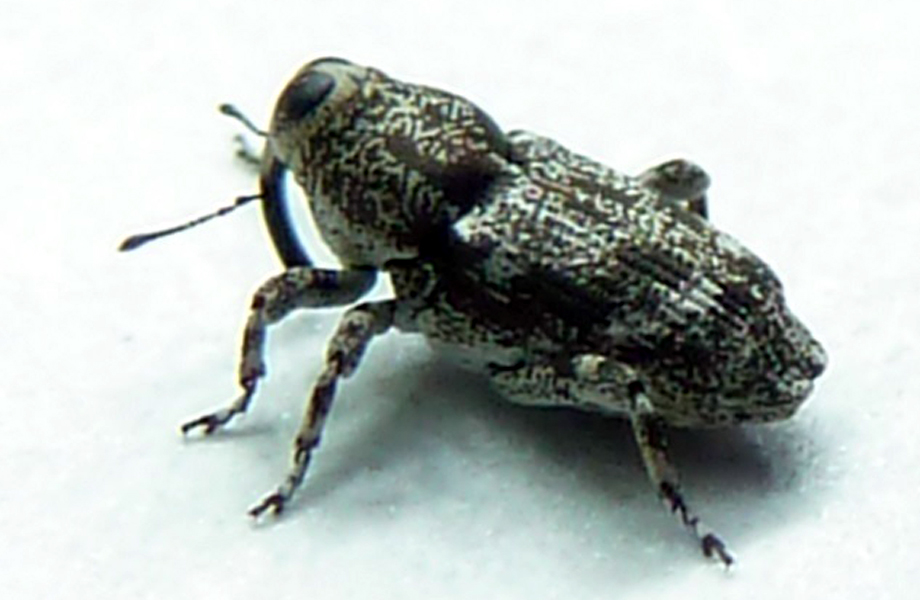 Ejemplar adulto de Cylindrocopturus furnissi plaga forestal cuarentenaria detectada en rboles de Navidad