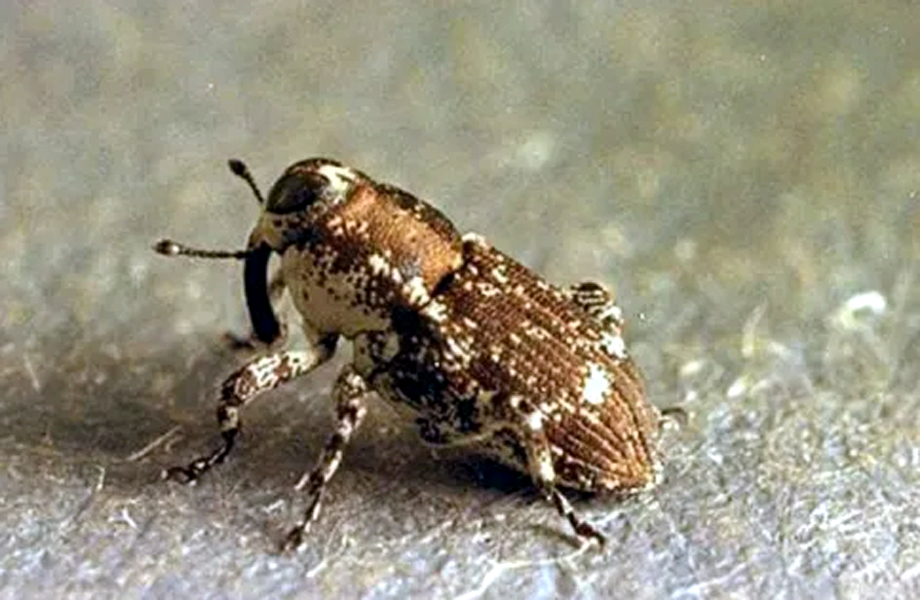 Gorgojo Cylindrocopturus furnissi identificado en inspección de productos forestales de importación.