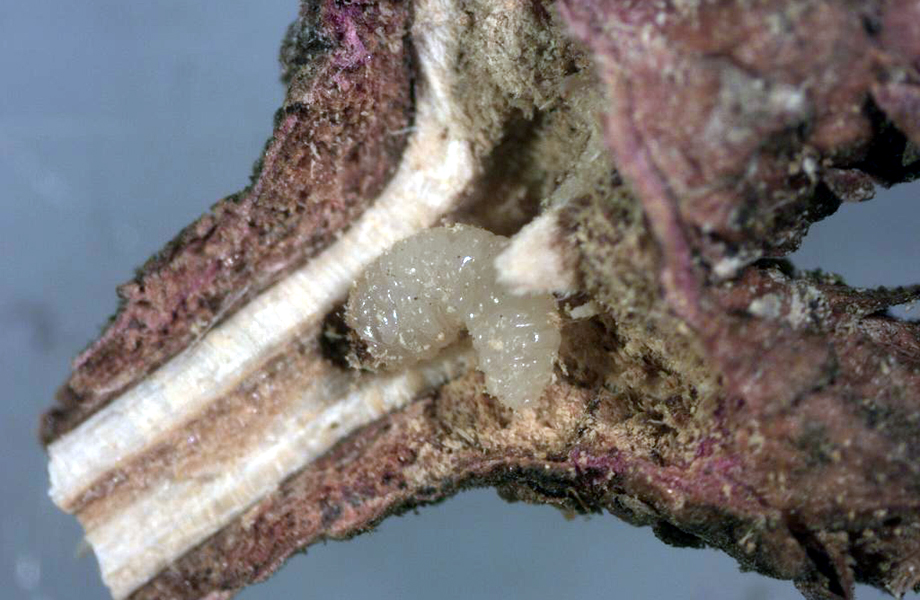 Larvas de Cylindrocopturus furnissi encontradas en madera de abeto Douglas durante revisin fitosanitaria