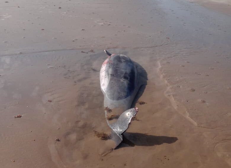 Alarma en Playa Bagdad: Superan 100 delfines muertos en 2025 tras nuevos hallazgos