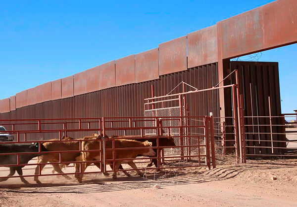 Tamaulipas sigue libre del gusano barrenador; podría reactivarse exportación a EU