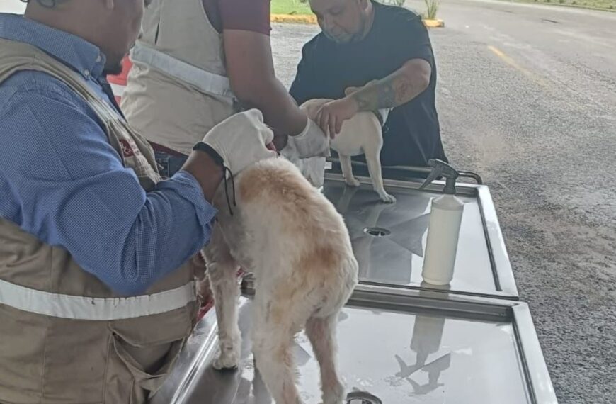 Revisan a mascotas en filtro sanitario en Tamaulipas por gusano barrenador