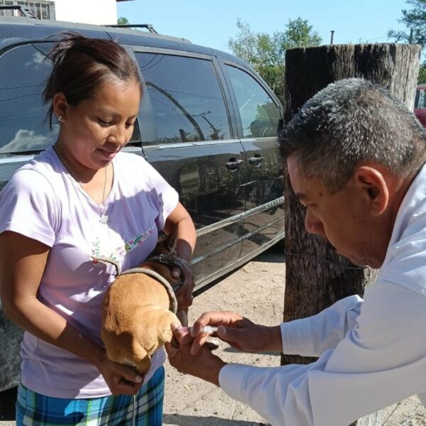 Vacunarán contra la rabia a 300,000 perros y gatos en Tamaulipas de enero a mayo