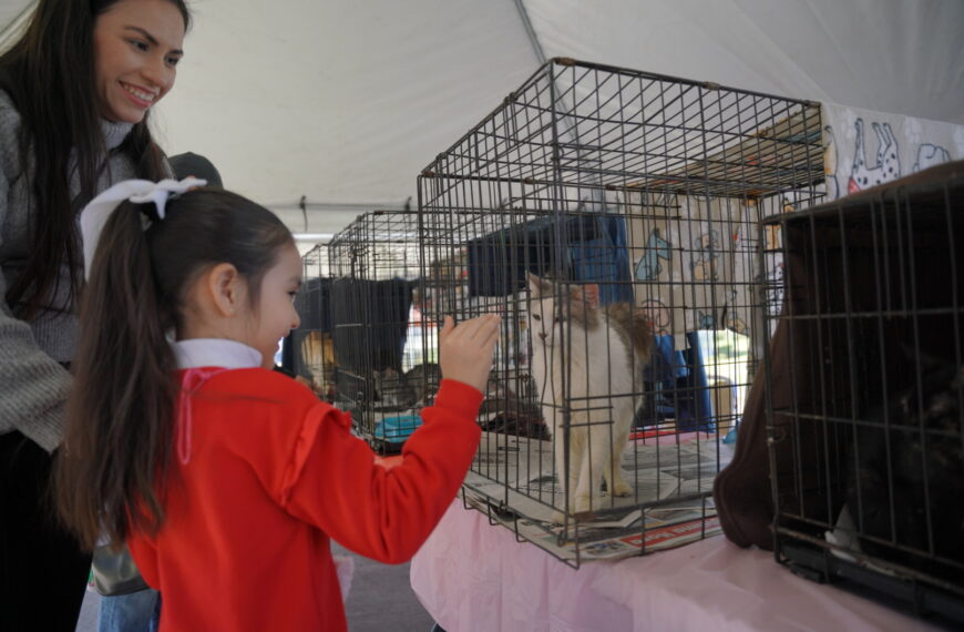 Niña convive con un gatito rescatado durante feria de adopciones en Plaza Zaragoza de Nuevo Laredo