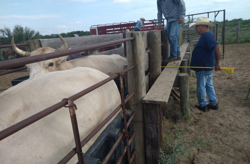 Refuerza Dirección de Desarrollo Rural vigilancia sanitaria en apoyo a los ganaderos locales