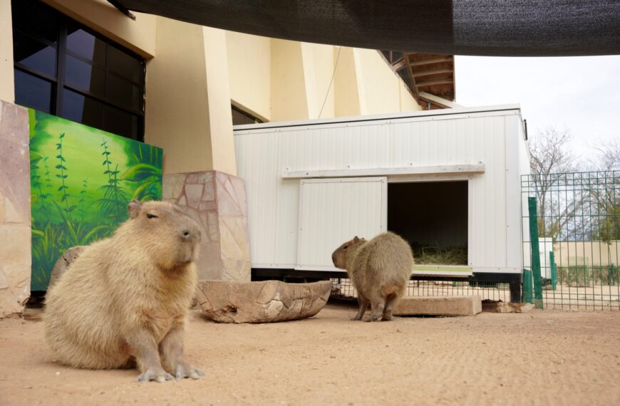 El Zoológico de Nuevo Laredo refuerza medidas de protección animal ante bajas temperaturas