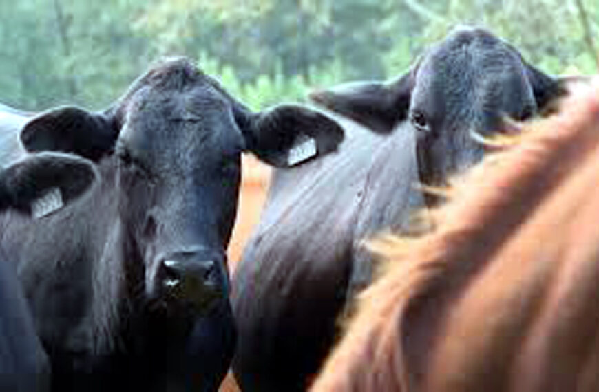 Las autoridades confirman la presencia de ántrax en un novillo en el norte de Texas