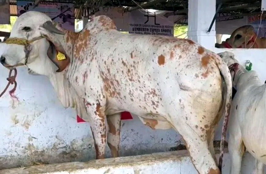 Confirman primer caso de gusano barrenador en Tamaulipas| Esto sabemos