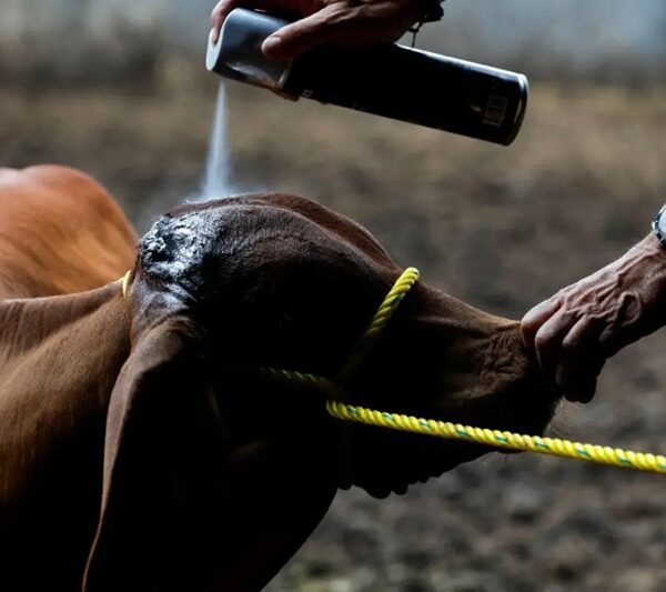 Ya van registrados un total de 12 casos positivos de gusano barrenador en Tamaulipas