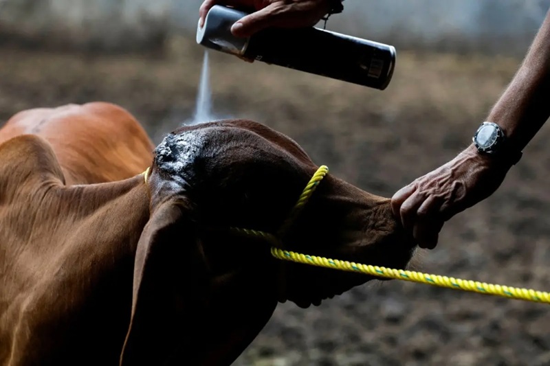 Ya van registrados un total de 12 casos positivos de gusano barrenador en Tamaulipas