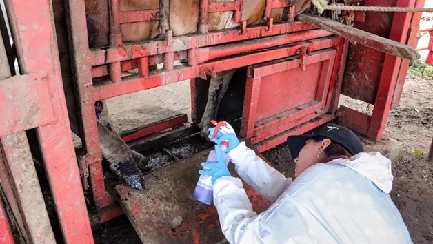 Infestación de vacas de gusano barrenador llega a costar hasta 50,000 pesos por animal