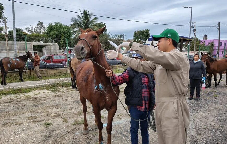 Curan a 70 caballos y colocarán hasta 300 trampas contra gusano barrenador en el sur de Tamaulipas