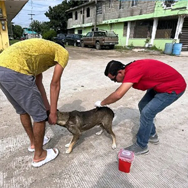 Por el gusano barrenador crean un cerco para revisar 8,000 animales en Altamira