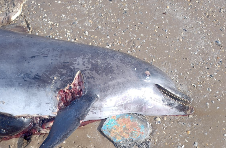 Alarma en Matamoros: Hallan delfín usado como carnada para tiburones