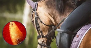 Detectan nuevo caso de gusano barrenador en Tamaulipas; ahora en caballo en Altamira