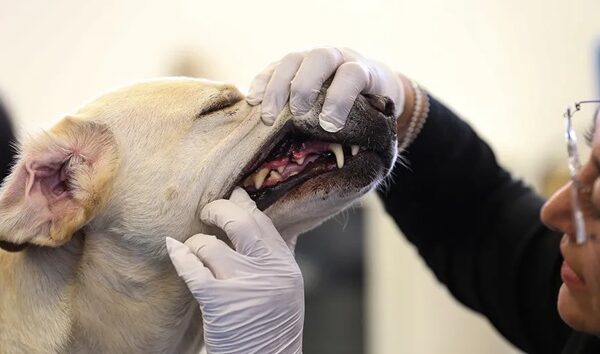 El gusano barrenador ahora ataca a mascota en Tamaulipas y casos registrados llegan a 16