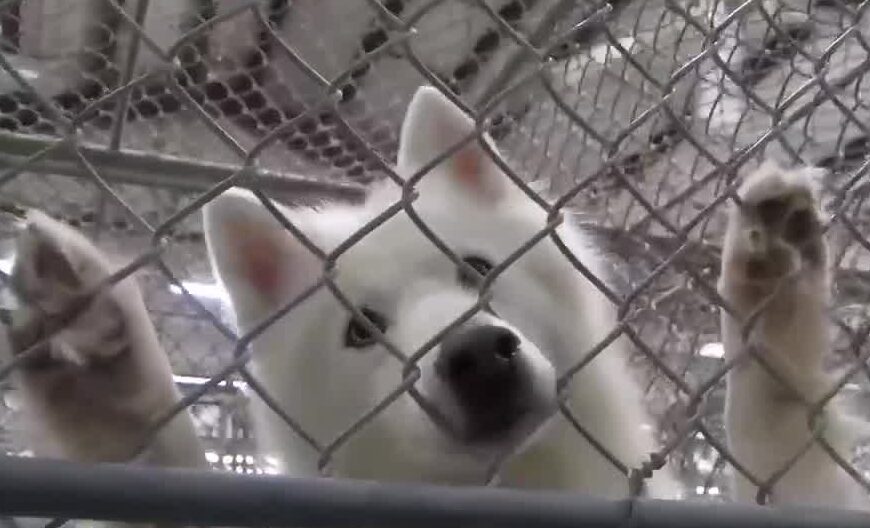 Ofrecen pijamas gratis para las mascotas en Laredo ante el frío que llegará este fin de semana