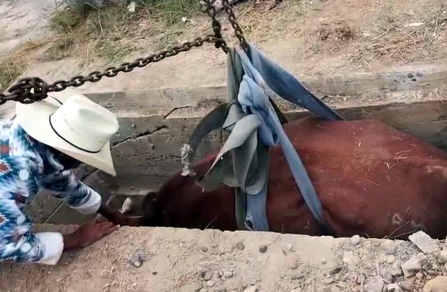 Rescatan a una vaca luego de caerse en una fosa de panteón en Nuevo Laredo