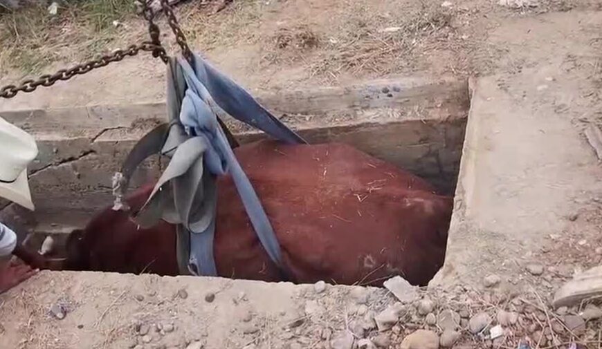 Rescatan a una vaca luego de caerse en una fosa de panteón en Nuevo Laredo