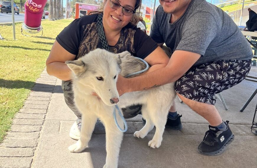 El gobierno municipal invita a la feria de adopción canina y felina en la plaza Zaragoza