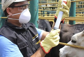 Refuerzan en Nuevo Laredo vigilancia epidemiológica contra el gusano barrenador