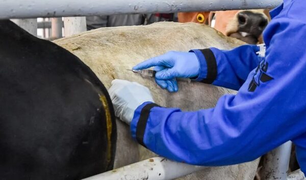 Tamaulipas tiene 24 casos de gusano barrenador; González, el más activo con un total de 10