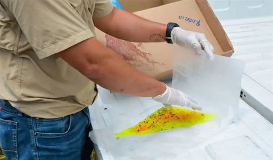 Dan positivo dos nuevos casos de gusano barrenador en Ciudad Victoria