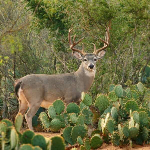 Comisión de Caza afirma que no hay gusano barrenador en fauna silvestre de Tamaulipas