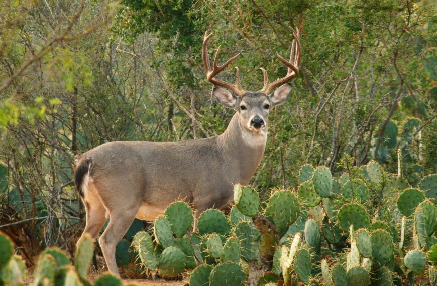 Comisión de Caza afirma que no hay gusano barrenador en fauna silvestre de Tamaulipas