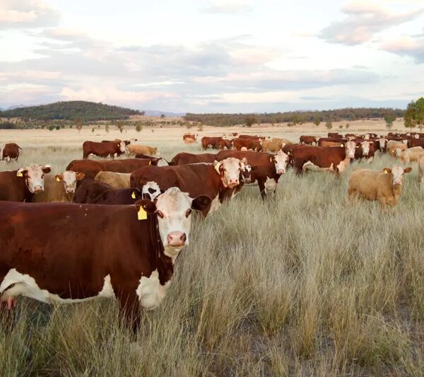 Gusano barrenador y sequía en Tamaulipas elevan los riesgos para la ganadería
