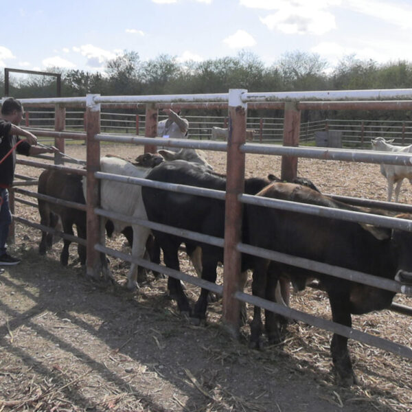 Reportan baja significativa de casos de gusano barrenador del ganado en Tamaulipas