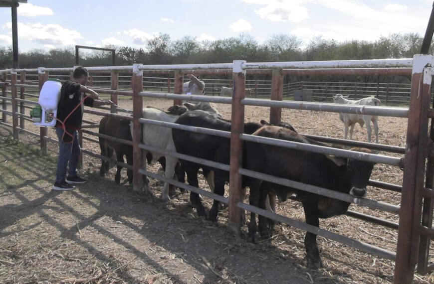 Reportan baja significativa de casos de gusano barrenador del ganado en Tamaulipas