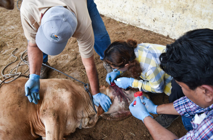 Detectan un nuevo caso de gusano barrenador del ganado en Tamaulipas, ahora en Ocampo